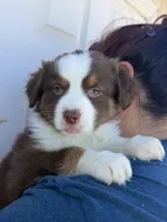 Bella, a female Australian Shepherd for sale in Palmdale, CA – 2 of 2