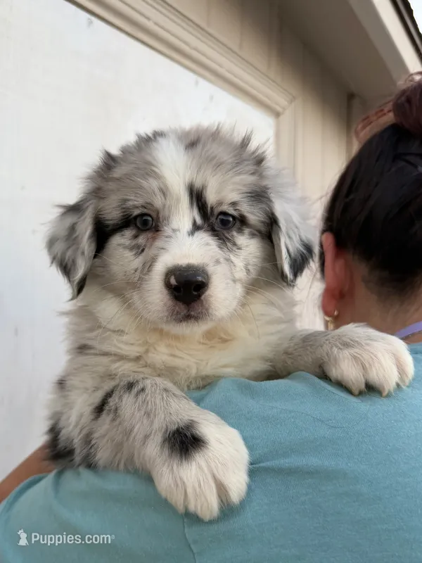 Daisy – Australian Shepherd puppy for sale in Palmdale, CA