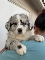 Daisy, a female Australian Shepherd for sale in Palmdale, CA – 1 of 3