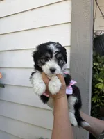Luna, a female Australian Shepherd and Maltipoo for sale in Palmdale, CA – Photo 2 of 2