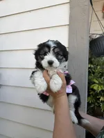 Luna, a female Australian Shepherd and Maltipoo for sale in Palmdale, CA – Photo 1 of 2