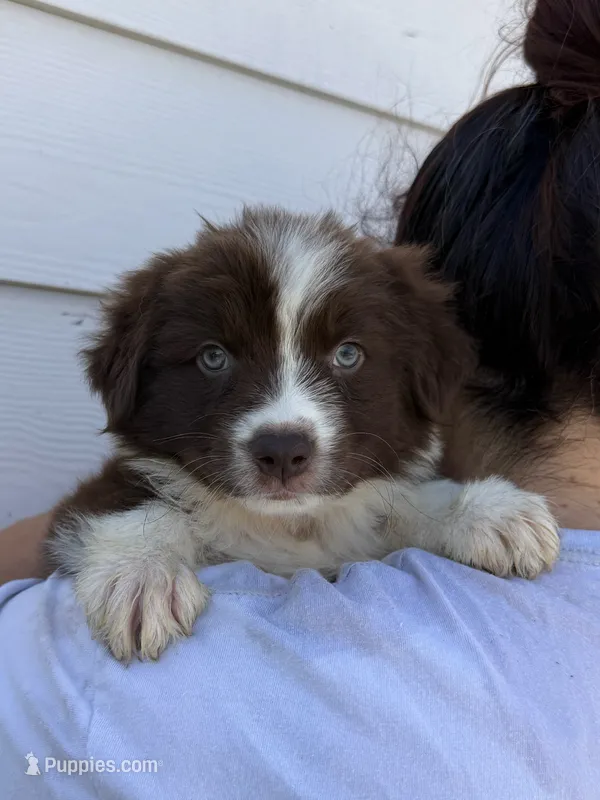 Honey – Australian Shepherd puppy for sale in Palmdale, CA