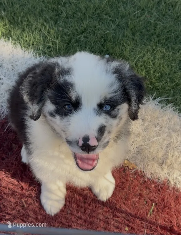 Daisy – Australian Shepherd puppy for sale in Palmdale, CA