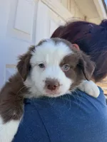 Milo, a male Australian Shepherd for sale in Palmdale, CA – 1 of 2