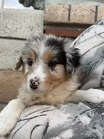 Lila, a female Australian Shepherd for sale in Palmdale, CA – 2 of 2