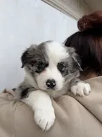 Star, a female Australian Shepherd for sale in Palmdale, CA – 1 of 2