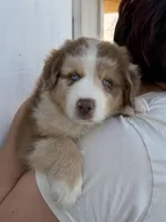 Teddy, a male Australian Shepherd for sale in Palmdale, CA – 2 of 2