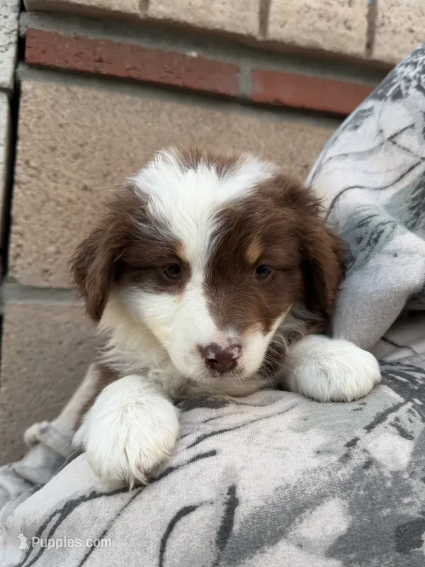 Hershey – Australian Shepherd puppy for sale in Palmdale, CA