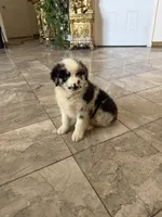 Lily, a female Australian Shepherd for sale in Palmdale, CA – 3 of 3