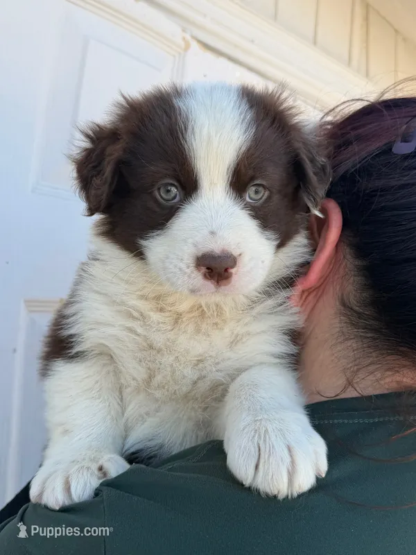 Lucy  – Australian Shepherd puppy for sale in Palmdale, CA