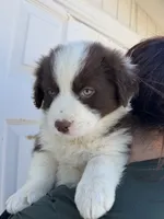 Lucy , a female Australian Shepherd for sale in Palmdale, CA – 2 of 2