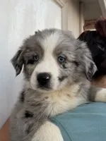Lola, a female Australian Shepherd for sale in Palmdale, CA – 2 of 2