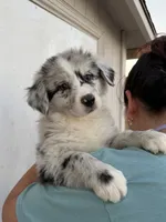 Daisy, a female Australian Shepherd for sale in Palmdale, CA – 3 of 3