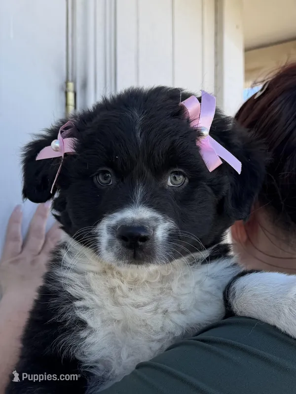 Lucy – Australian Shepherd puppy for sale in Palmdale, CA