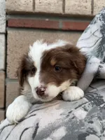 Hershey, a female Australian Shepherd for sale in Palmdale, CA – 2 of 2