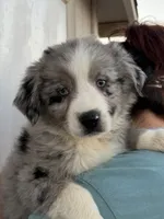 Lola, a female Australian Shepherd for sale in Palmdale, CA – 1 of 2