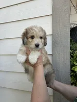 Teddy, a male Australian Shepherd and Maltipoo for sale in Palmdale, CA – 2 of 3