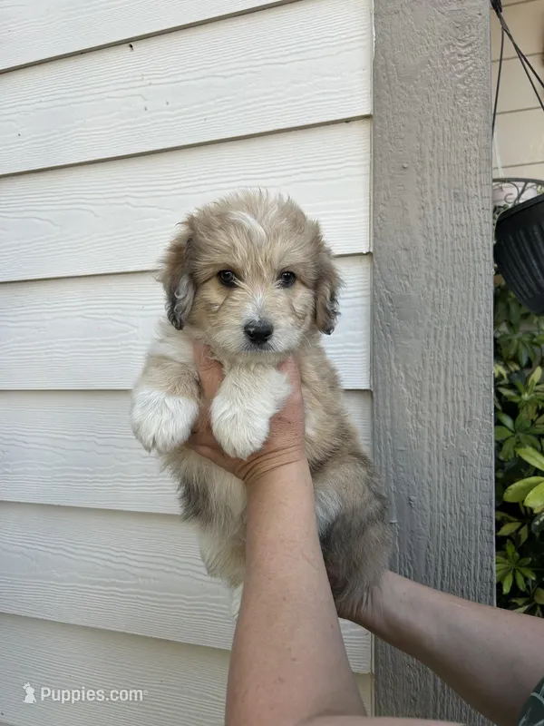 Teddy – Australian Shepherd, Maltipoo puppy for sale in Palmdale, CA