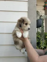 Teddy, a male Australian Shepherd and Maltipoo for sale in Palmdale, CA – 3 of 3