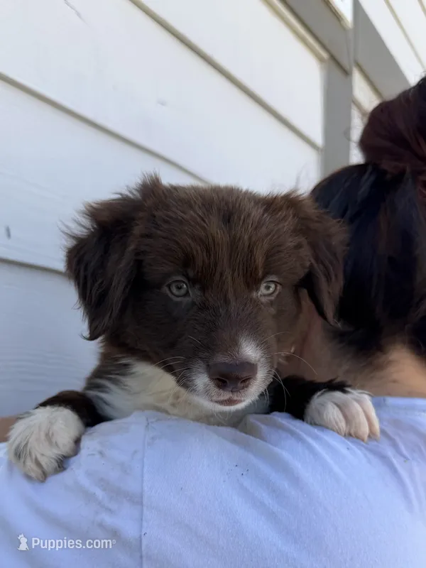 Brownie – Australian Shepherd puppy for sale in Palmdale, CA