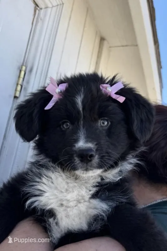 Zoe – Australian Shepherd puppy for sale in Palmdale, CA