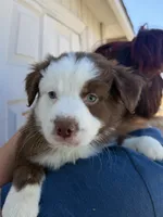 Milo, a male Australian Shepherd for sale in Palmdale, CA – 2 of 2