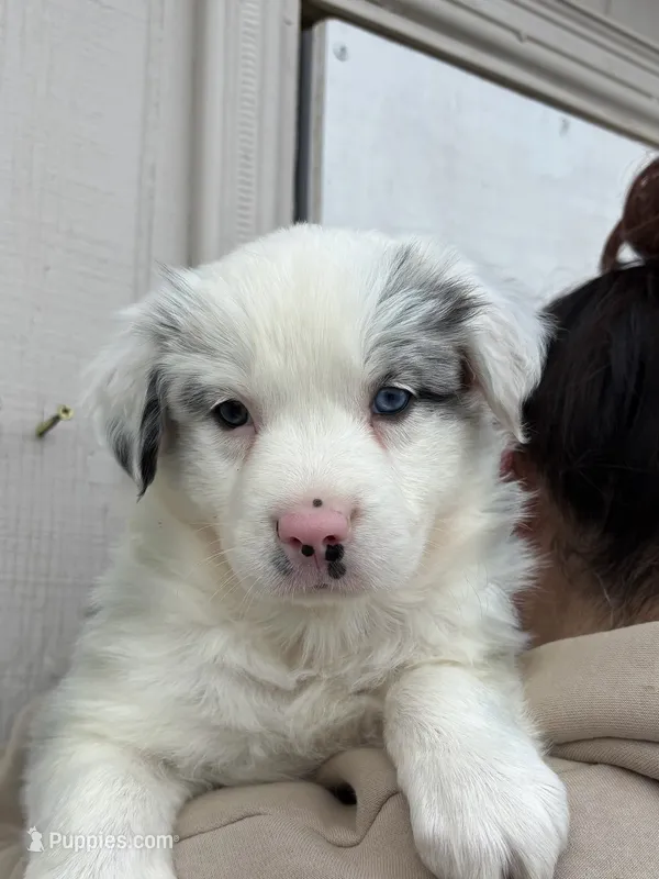 Chanel, a female Australian Shepherd for sale in Palmdale, CA – 1 of 2