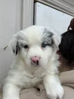 Chanel, a female Australian Shepherd for sale in Palmdale, CA – 1 of 2