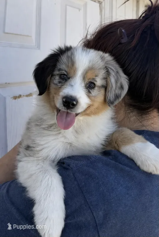 Honey – Australian Shepherd puppy for sale in Palmdale, CA