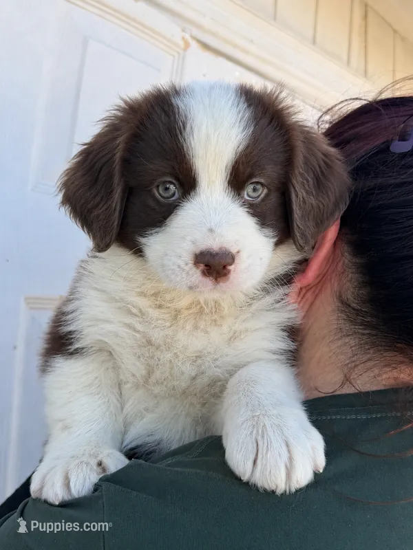 Lucy  – Australian Shepherd puppy for sale in Palmdale, CA