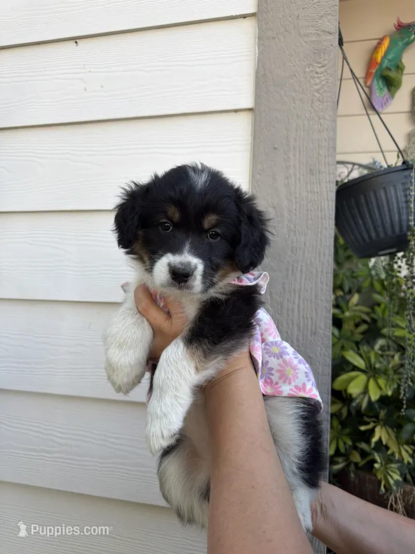 Princess, a female Australian Shepherd and Maltipoo for sale in Palmdale, CA – Photo 1 of 2