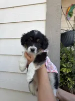 Princess, a female Australian Shepherd and Maltipoo for sale in Palmdale, CA – Photo 1 of 2
