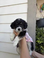 Princess, a female Australian Shepherd and Maltipoo for sale in Palmdale, CA – Photo 2 of 2