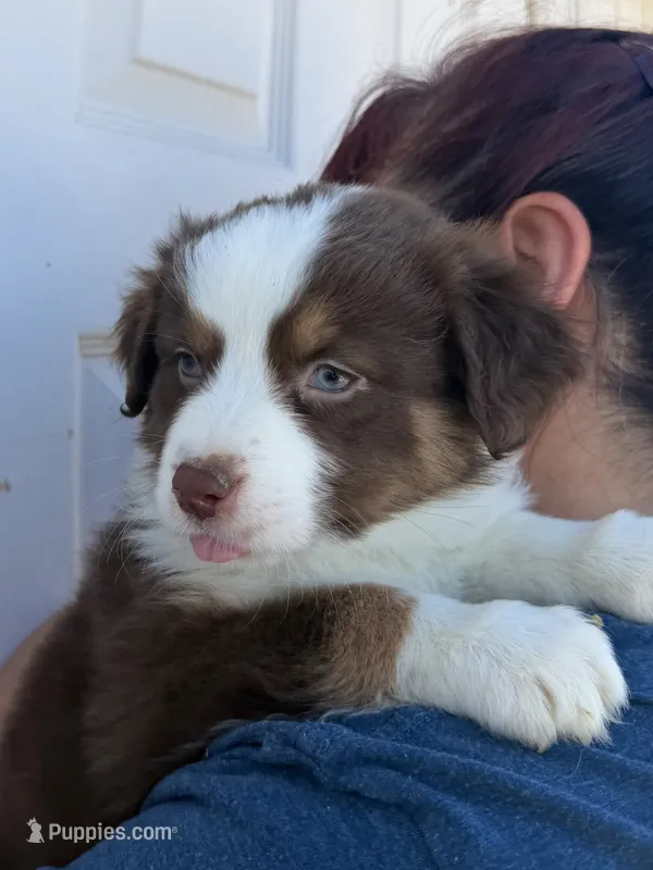 Bella – Australian Shepherd puppy for sale in Palmdale, CA