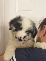 Lily, a female Australian Shepherd for sale in Palmdale, CA – 2 of 3