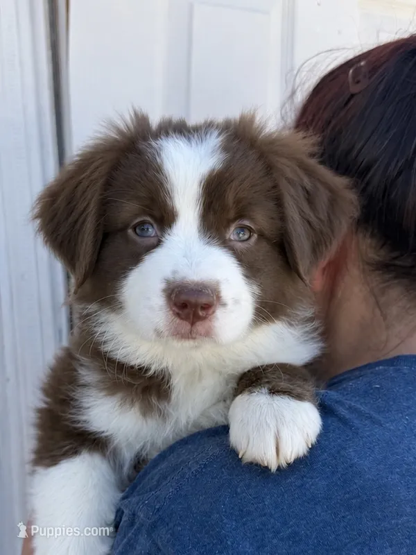 Mimi – Australian Shepherd puppy for sale in Palmdale, CA
