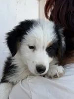 Niña , a female Australian Shepherd for sale in Palmdale, CA – 2 of 2
