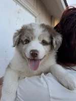 Mia, a female Australian Shepherd for sale in Palmdale, CA – 2 of 2