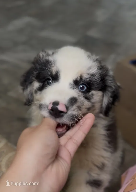 Daisy – Australian Shepherd puppy for sale in Palmdale, CA