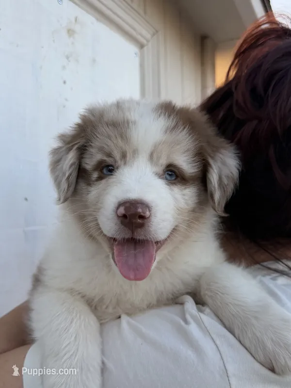 Mia – Australian Shepherd puppy for sale in Palmdale, CA
