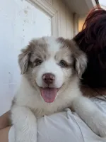 Mia, a female Australian Shepherd for sale in Palmdale, CA – 1 of 2