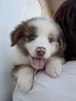 Bear, a male Australian Shepherd for sale in Palmdale, CA – 2 of 2