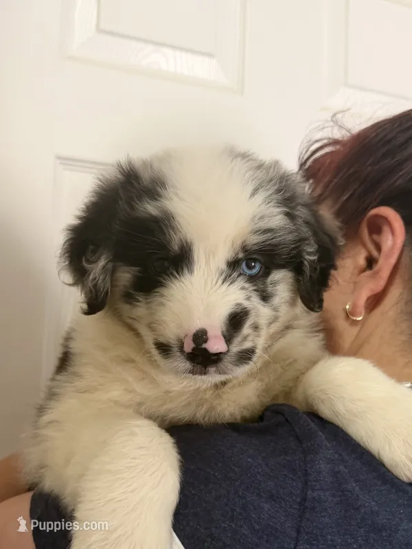 Lily – Australian Shepherd puppy for sale in Palmdale, CA