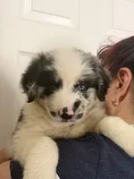 Lily, a female Australian Shepherd for sale in Palmdale, CA – 1 of 3