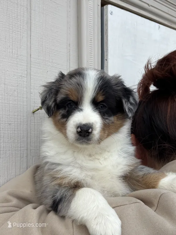Delilah, a female Australian Shepherd for sale in Palmdale, CA – 1 of 1