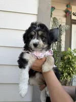 Sofi, a female Australian Shepherd and Maltipoo for sale in Palmdale, CA – Photo 2 of 2