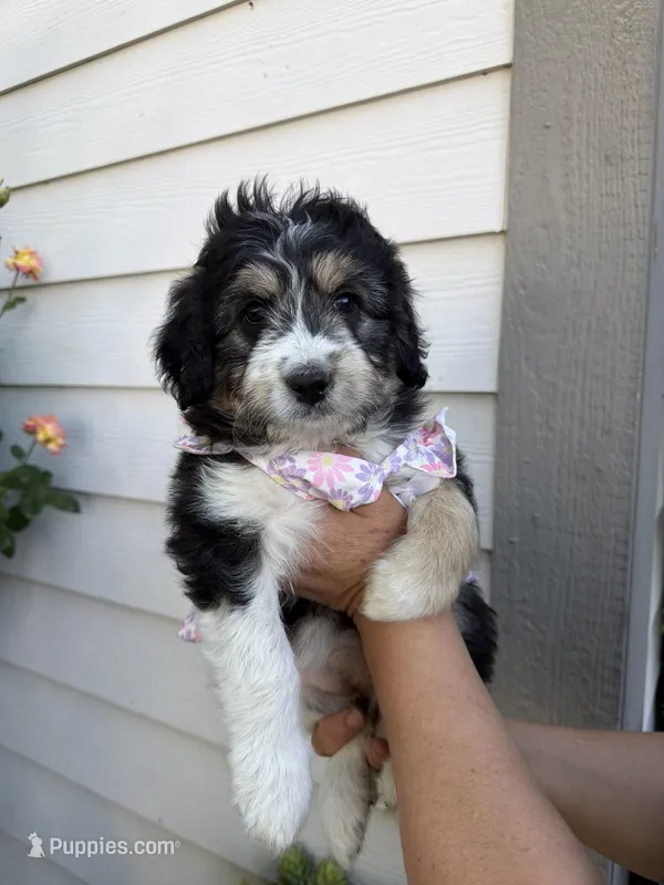 Sofi, a female Australian Shepherd and Maltipoo for sale in Palmdale, CA – Photo 1 of 2