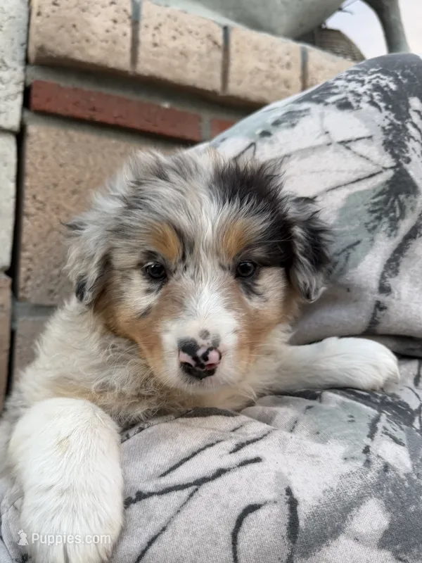 Lila – Australian Shepherd puppy for sale in Palmdale, CA