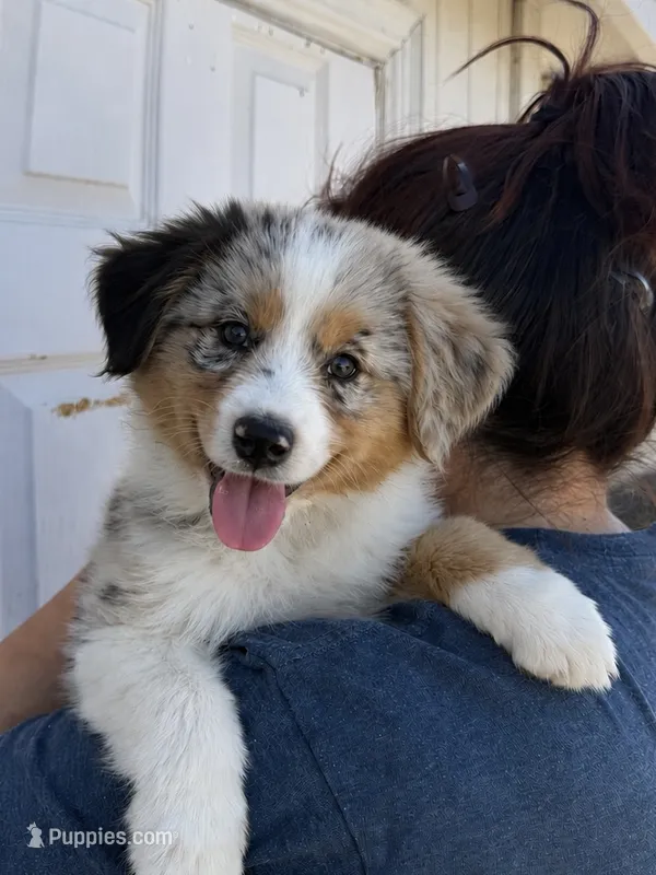 Honey – Australian Shepherd puppy for sale in Palmdale, CA