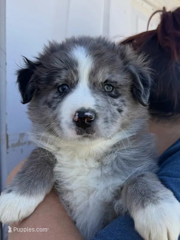 Boss – Australian Shepherd puppy for sale in Palmdale, CA